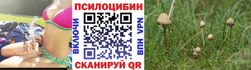 это Telegram Брянск Псилоцибиновые грибы Psilocybine cubensis